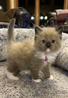 Foto №4. Ich werde verkaufen ragdoll-katze in der Stadt München.  - preis - verhandelt