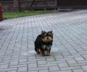 Foto №2 zu Ankündigung № 5143 zu verkaufen yorkshire terrier - einkaufen Weißrussland quotient 	ankündigung, züchter