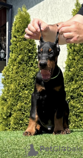 Zusätzliche Fotos: Dobermann-Welpen zu verkaufen