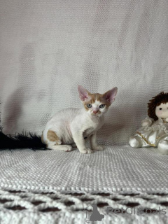 Foto №1. devon rex - zum Verkauf in der Stadt Rettenbach | 350€ | Ankündigung № 173630