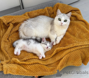 Foto №1. munchkin - zum Verkauf in der Stadt Bocholt | 350€ | Ankündigung № 178452