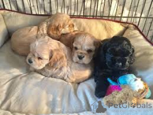 Foto №1. amerikanischer cocker spaniel - zum Verkauf in der Stadt Brüssel | 800€ | Ankündigung № 167750