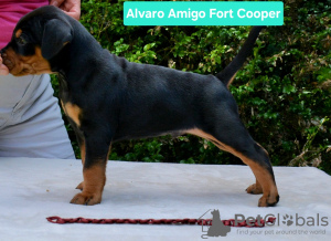 Foto №4. Ich werde verkaufen deutscher pinscher in der Stadt Sucha Beskidzka. züchter - preis - 1798€