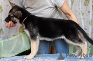 Foto №4. Ich werde verkaufen osteuropäischer schäferhund in der Stadt Можга. züchter - preis - verhandelt