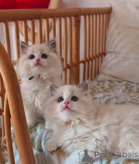 Foto №2 zu Ankündigung № 133028 zu verkaufen ragdoll-katze - einkaufen Deutschland quotient 	ankündigung