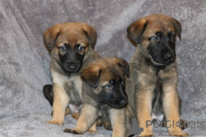 Foto №3. Deutsche Schäferhundwelpen zur Adoption. Deutschland