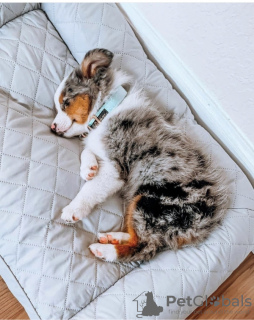 Foto №2 zu Ankündigung № 130449 zu verkaufen australian shepherd - einkaufen Deutschland 