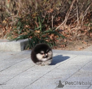 Foto №3. Toilette ausgebildeter Pommerianer. Niederlande