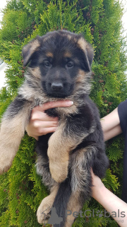 Foto №2 zu Ankündigung № 44996 zu verkaufen deutscher schäferhund - einkaufen Weißrussland quotient 	ankündigung