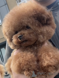 Foto №1. Paarung Service - züchten: pudel (toy). Preis - verhandelt