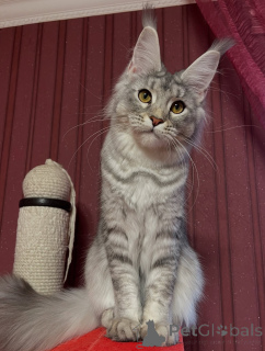 Foto №1. maine-coon-katze - zum Verkauf in der Stadt Damöls | verhandelt | Ankündigung № 155327