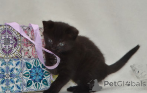 Foto №4. Ich werde verkaufen maine-coon-katze in der Stadt Berchtesgaden. züchter - preis - verhandelt