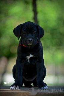 Zusätzliche Fotos: Cane Corso-Welpen