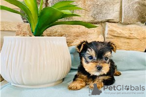 Foto №3. Teacup Yorkshire Terrier Welpe zur kostenlosen Adoption. Deutschland