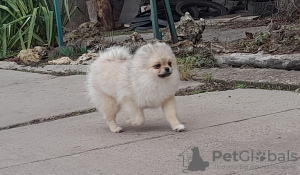 Foto №2 zu Ankündigung № 41073 zu verkaufen pommersche spitz - einkaufen Ukraine vom kindergarten