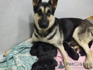 Foto №1. osteuropäischer schäferhund - zum Verkauf in der Stadt Almaty | 166€ | Ankündigung № 118912