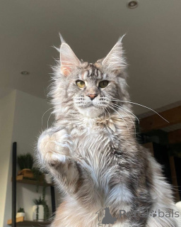 Foto №4. Ich werde verkaufen maine-coon-katze in der Stadt Aberdeen.  - preis - verhandelt