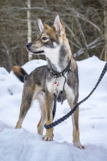 Foto №1. mischlingshund - zum Verkauf in der Stadt Pavlovsky Posad | Frei | Ankündigung № 1261