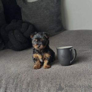 Foto №4. Ich werde verkaufen yorkshire terrier in der Stadt Schwarze. züchter - preis - 250€
