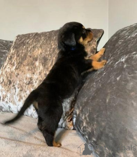 Foto №4. Ich werde verkaufen rottweiler in der Stadt Aalen. quotient 	ankündigung - preis - Frei