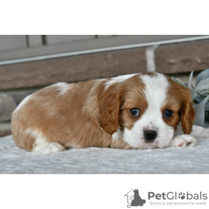 Foto №3. Cavalier King Charles Spaniel verfügbar. USA