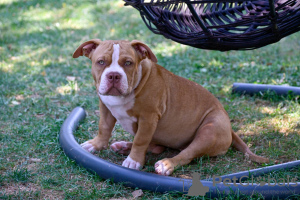 Foto №1. american bully - zum Verkauf in der Stadt Sarajevo | verhandelt | Ankündigung № 111695