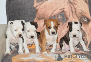 Zusätzliche Fotos: Amerikanischer Staffordshire Terrier