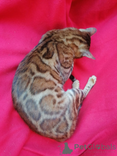 Foto №3. Aigul Hismatullina. Russische Föderation