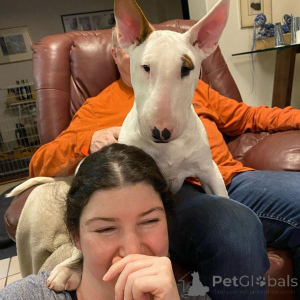 Foto №2 zu Ankündigung № 175007 zu verkaufen bullterrier - einkaufen Österreich 