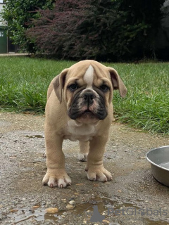 Foto №3. Englische Bulldogge. Serbien