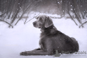 Foto №1. weimaraner - zum Verkauf in der Stadt Москва | 1041€ | Ankündigung № 61138