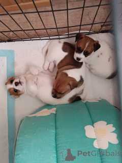 Foto №1. jack russell terrier - zum Verkauf in der Stadt Karlovy Vary | verhandelt | Ankündigung № 138073