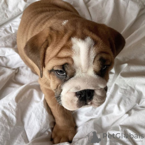 Foto №3. 2 gesunde englische Bulldoggenwelpen zu verkaufen. Deutschland