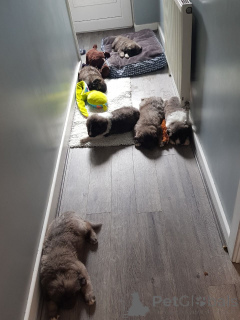 Foto №2 zu Ankündigung № 167482 zu verkaufen kaukasischer owtscharka - einkaufen Dänemark quotient 	ankündigung, züchter