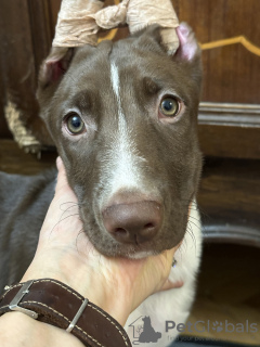 Foto №4. Ich werde verkaufen peruanischer nackthund in der Stadt Kiew. vom kindergarten - preis - 300€