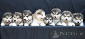 Foto №2 zu Ankündigung № 173140 zu verkaufen alaskan malamute - einkaufen Serbien 