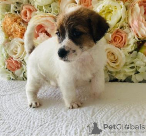 Foto №3. Wunderschöne Jack-Russell-Welpen. Vereinigte Arabische Emirate