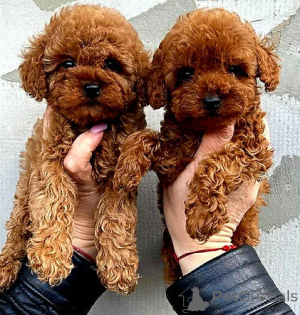 Foto №1. pudel (toy) - zum Verkauf in der Stadt Athen | verhandelt | Ankündigung № 158331