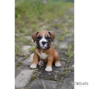 Foto №2 zu Ankündigung № 136090 zu verkaufen deutscher boxer - einkaufen Schweiz 
