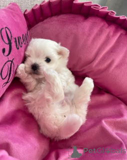 Foto №1. malteser - zum Verkauf in der Stadt Berlin | verhandelt | Ankündigung № 155902