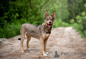 Foto №2 zu Ankündigung № 145741 zu verkaufen mischlingshund - einkaufen Russische Föderation quotient 	ankündigung