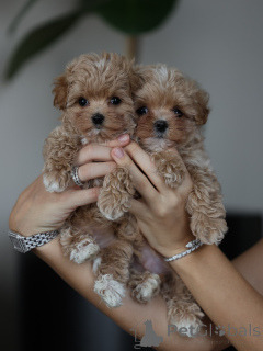 Foto №3. Entzückende, flauschige Maltipoo-Welpen, kleine Liebeskugeln, bereit für ihr. Frankreich