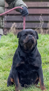 Foto №4. Ich werde verkaufen rottweiler in der Stadt Lyulin, Sofia.  - preis - 339€