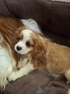 Foto №2 zu Ankündigung № 175525 zu verkaufen amerikanischer cocker spaniel, english cocker spaniel, english springer spaniel, welsh springer spaniel, irish water spaniel, perro de agua español, mastín español, cavalier king charles spaniel, cavalier king charles spaniel, clumber spaniel, russian spaniel, tibet-spaniel - einkaufen Litauen quotient 	ankündigung, vom kindergarten, züchter
