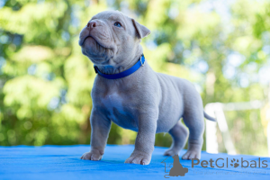 Foto №4. Ich werde verkaufen mischlingshund in der Stadt Tallinn.  - preis - verhandelt