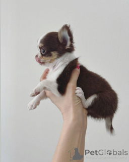 Foto №1. chihuahua - zum Verkauf in der Stadt Genf | verhandelt | Ankündigung № 152582