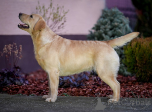 Foto №2 zu Ankündigung № 135443 zu verkaufen labrador retriever - einkaufen Kroatien züchter