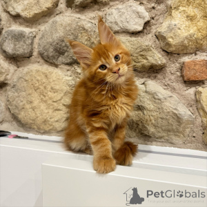 Foto №2 zu Ankündigung № 171100 zu verkaufen maine-coon-katze - einkaufen Tschechische Republik züchter