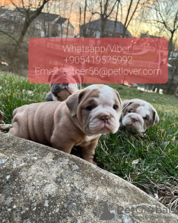 Foto №1. englische bulldogge - zum Verkauf in der Stadt Ronneby | 400€ | Ankündigung № 47596