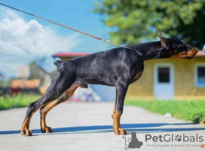 Foto №1. dobermann - zum Verkauf in der Stadt Бачка-Паланка | verhandelt | Ankündigung № 106136